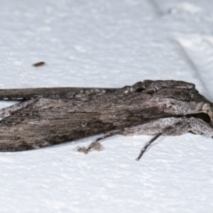 Agrius convolvuli at Melba, ACT - 12 Jan 2021 10:35 PM