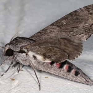 Agrius convolvuli at Melba, ACT - 12 Jan 2021 10:35 PM