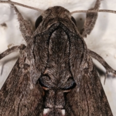 Agrius convolvuli at Melba, ACT - 12 Jan 2021 10:35 PM