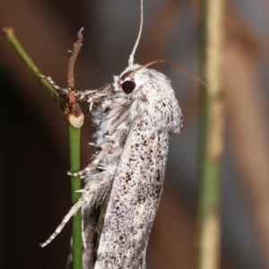 Cryptophasa irrorata at Melba, ACT - 12 Jan 2021 10:46 PM