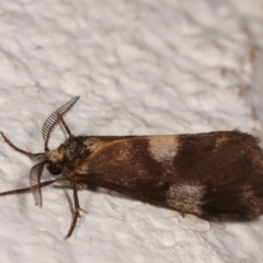 Anestia (genus) (A tiger moth) at Melba, ACT - 12 Jan 2021 by kasiaaus