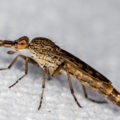 Neodialineura striatithorax (A therevidae fly) at Melba, ACT - 31 Dec 2020 by Bron