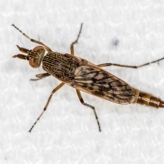 Neodialineura striatithorax at Melba, ACT - 1 Jan 2021