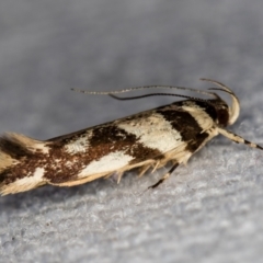 Macrobathra desmotoma ( A Cosmet moth) at Melba, ACT - 31 Dec 2020 by Bron