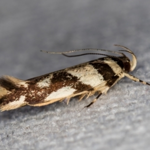 Macrobathra desmotoma at Melba, ACT - 1 Jan 2021 02:51 AM