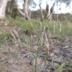 Thysanotus tuberosus subsp. tuberosus (Common Fringe-lily) at Conder, ACT - 30 Nov 2020 by MichaelBedingfield