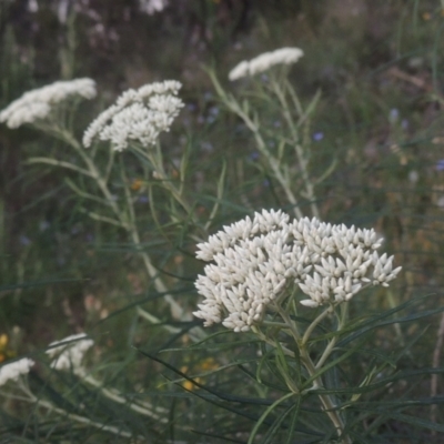 Cassinia longifolia (Shiny Cassinia, Cauliflower Bush) at Tuggeranong Hill - 30 Nov 2020 by michaelb