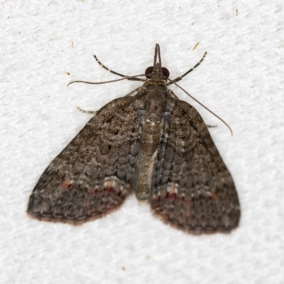 Microdes squamulata (Dark-grey Carpet) at Melba, ACT - 31 Dec 2020 by Bron