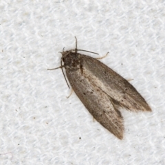 Oenochroa and Artiastis (genera) at Melba, ACT - 1 Jan 2021 by Bron
