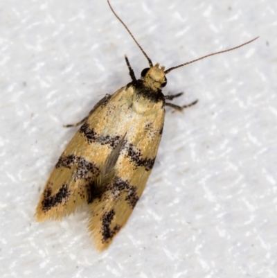Psaroxantha undescribed species (A concealer moth (Wingia group)) at Melba, ACT - 1 Jan 2021 by Bron