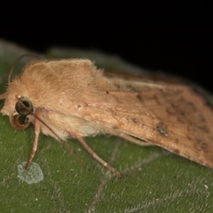 Helicoverpa (genus) at Melba, ACT - 1 Jan 2021