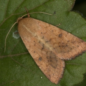 Helicoverpa (genus) at Melba, ACT - 1 Jan 2021 03:04 AM