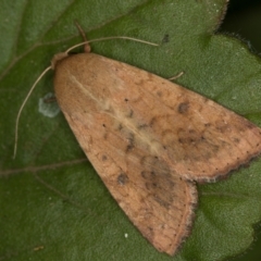 Helicoverpa (genus) at Melba, ACT - 1 Jan 2021