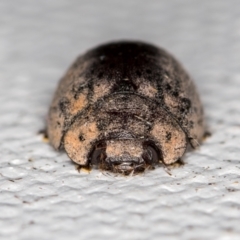 Trachymela sp. (genus) (Brown button beetle) at Melba, ACT - 1 Jan 2021 by Bron
