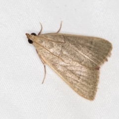 Ocrasa albidalis (A Pyralid moth) at Melba, ACT - 1 Jan 2021 by Bron