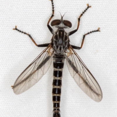 Cerdistus sp. (genus) (Slender Robber Fly) at Melba, ACT - 1 Jan 2021 by Bron