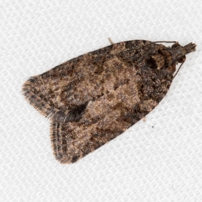 Thrincophora impletana (a Tortrix moth) at Melba, ACT - 1 Jan 2021 by Bron