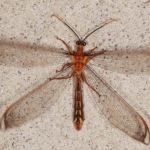 Nymphes myrmeleonoides at Melba, ACT - 13 Jan 2021