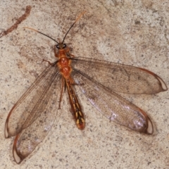 Nymphes myrmeleonoides at Melba, ACT - 13 Jan 2021