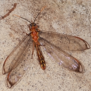 Nymphes myrmeleonoides at Melba, ACT - 13 Jan 2021