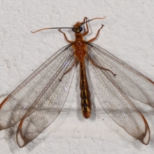 Nymphes myrmeleonoides at Melba, ACT - 13 Jan 2021