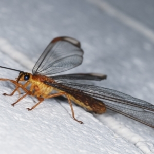 Nymphes myrmeleonoides at Melba, ACT - 13 Jan 2021