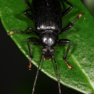 Alleculinae sp. (Subfamily) at Melba, ACT - 13 Jan 2021 12:15 AM