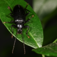 Alleculinae sp. (Subfamily) at Melba, ACT - 13 Jan 2021 12:15 AM