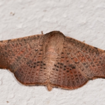 Aglaopus centiginosa (Dark-fringed Leaf Moth) at Melba, ACT - 12 Jan 2021 by kasiaaus