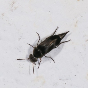 Mordella sp. (genus) at Melba, ACT - 13 Jan 2021