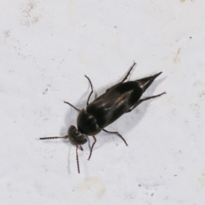 Mordella sp. (genus) (Pintail or tumbling flower beetle) at Melba, ACT - 12 Jan 2021 by kasiaaus