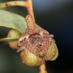 Dolophones turrigera (Turret spider) at Lake Ginninderra - 12 Jan 2021 by kasiaaus