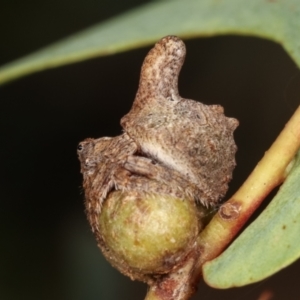 Dolophones turrigera at Belconnen, ACT - 13 Jan 2021