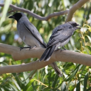 Coracina novaehollandiae at Table Top, NSW - 20 Jan 2021