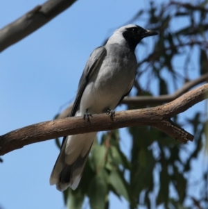 Coracina novaehollandiae at Table Top, NSW - 20 Jan 2021