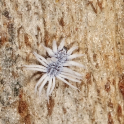 Coccinellidae sp01 (Unidentified Waxy Ladybird Larvae) at Belconnen, ACT - 13 Jan 2021 by kasiaaus