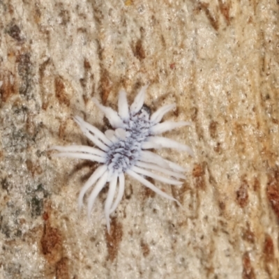 Cryptolaemus montrouzieri (Mealybug ladybird) at Belconnen, ACT - 13 Jan 2021 by kasiaaus