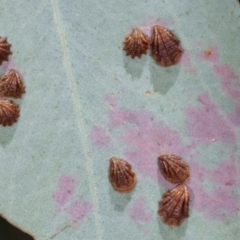 Spondyliaspis plicatuloides (Shell Lerps) at Belconnen, ACT - 13 Jan 2021 by kasiaaus