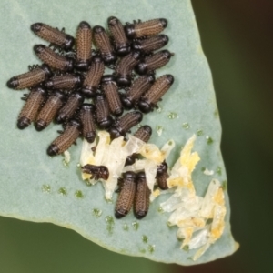 Paropsisterna cloelia at Belconnen, ACT - 13 Jan 2021