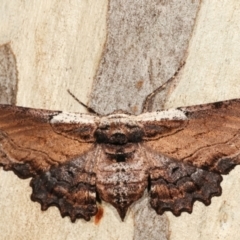 Pholodes sinistraria (Sinister or Frilled Bark Moth) at Belconnen, ACT - 13 Jan 2021 by kasiaaus