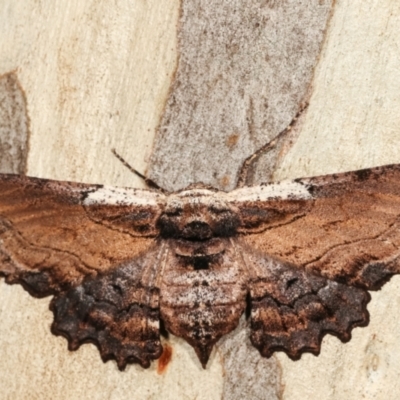 Pholodes sinistraria (Sinister or Frilled Bark Moth) at Belconnen, ACT - 13 Jan 2021 by kasiaaus