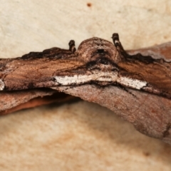 Pholodes sinistraria at Belconnen, ACT - 13 Jan 2021