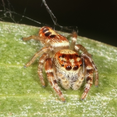 Opisthoncus sp. (genus) (Unidentified Opisthoncus jumping spider) at Belconnen, ACT - 12 Jan 2021 by kasiaaus