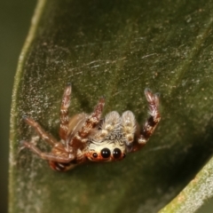 Opisthoncus sexmaculatus at Belconnen, ACT - 13 Jan 2021 10:55 AM