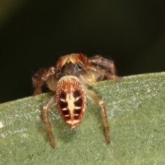 Opisthoncus sexmaculatus at Belconnen, ACT - 13 Jan 2021 10:55 AM