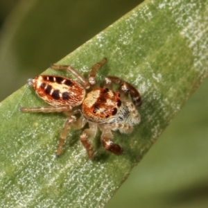 Opisthoncus sexmaculatus at Belconnen, ACT - 13 Jan 2021 10:55 AM