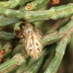 Opisthoncus sp. (genus) (Opisthoncus jumping spider) at Belconnen, ACT - 13 Jan 2021 by kasiaaus