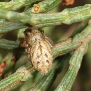 Opisthoncus sp. (genus) at Belconnen, ACT - 13 Jan 2021 11:01 AM