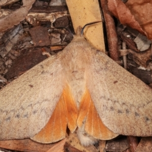 Entometa apicalis at Melba, ACT - 14 Jan 2021 10:34 PM