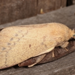 Entometa apicalis at Melba, ACT - 14 Jan 2021